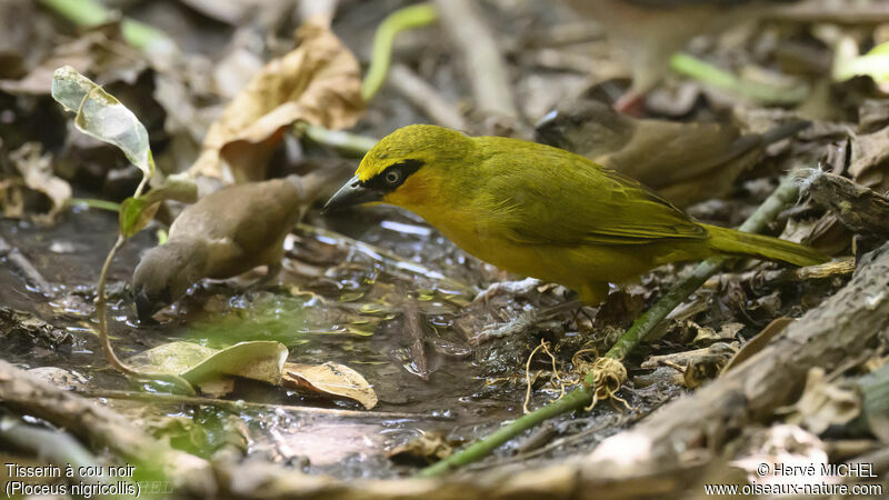 Black-necked Weaver female