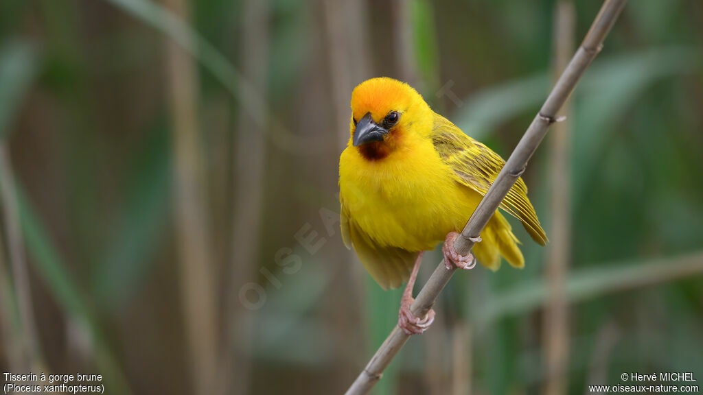 Southern Brown-throated Weaver