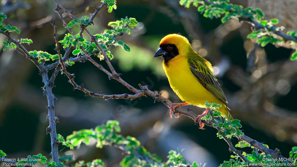 Southern Masked Weaver