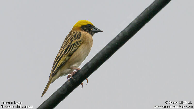 Baya Weaver male adult