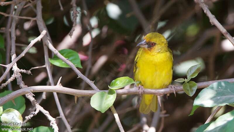 Rüppell's Weaver male immature, identification