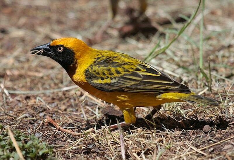 Speke's Weaver