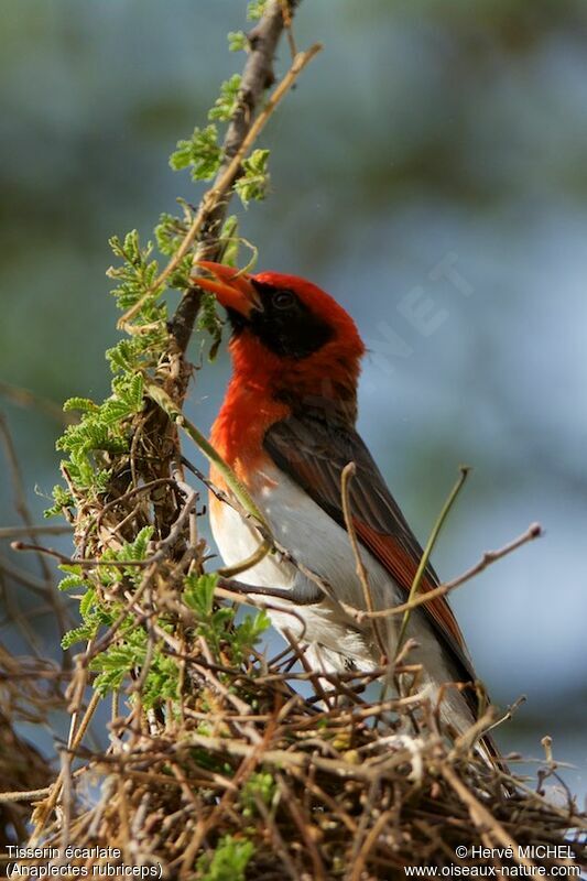 Red-headed Weaver male adult breeding