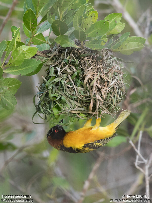 Village Weaver male adult breeding