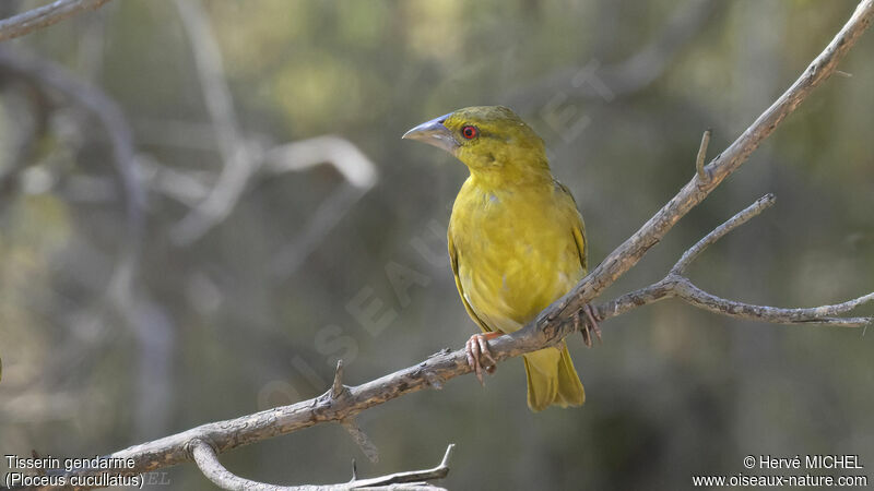 Village Weaver