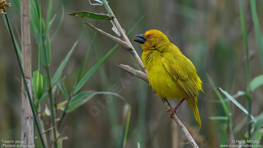 Tisserin jaune mâle adulte nuptial