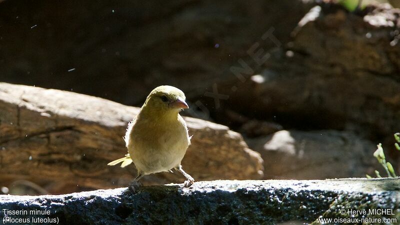 Little Weaver female