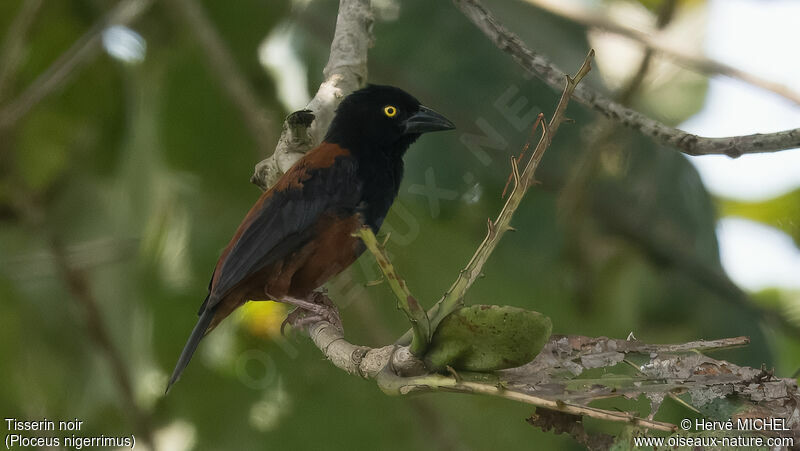 Vieillot's Black Weaver