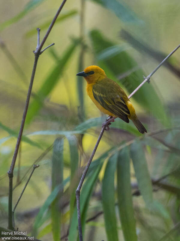 Orange Weaver male adult breeding, identification