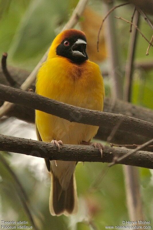 Vitelline Masked Weaver male adult breeding