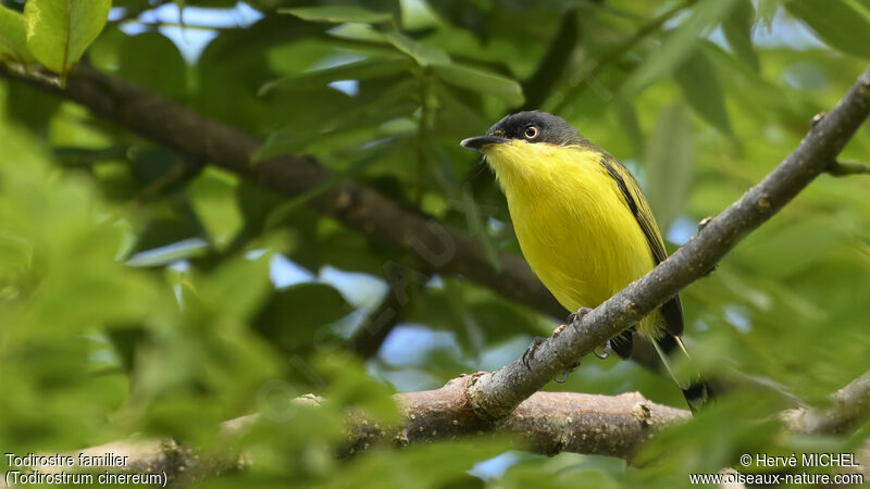 Common Tody-Flycatcheradult