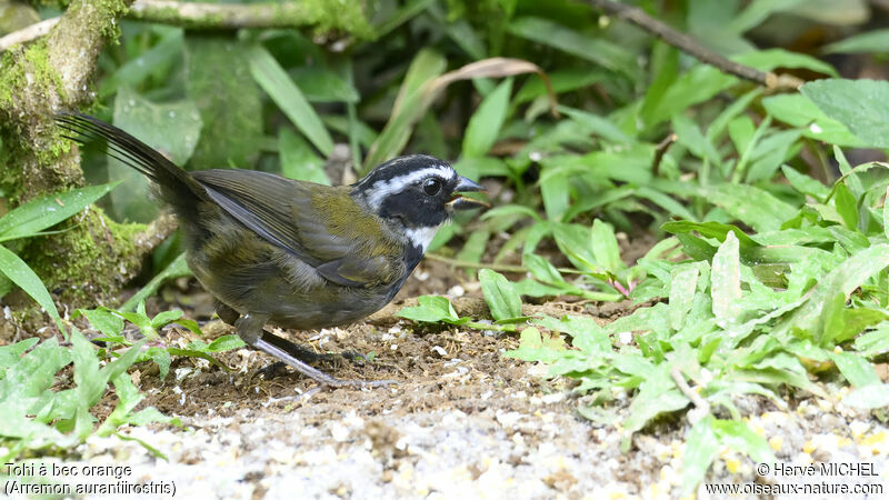 Orange-billed SparrowFirst year