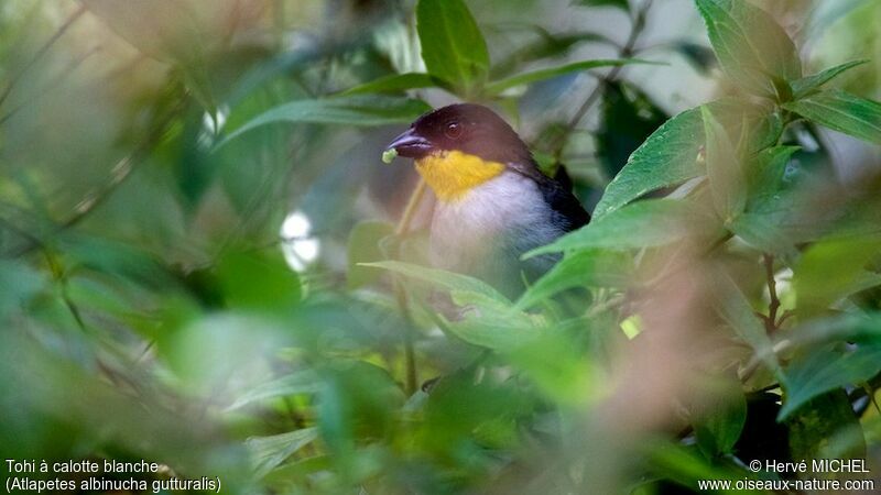 White-naped Brushfinch