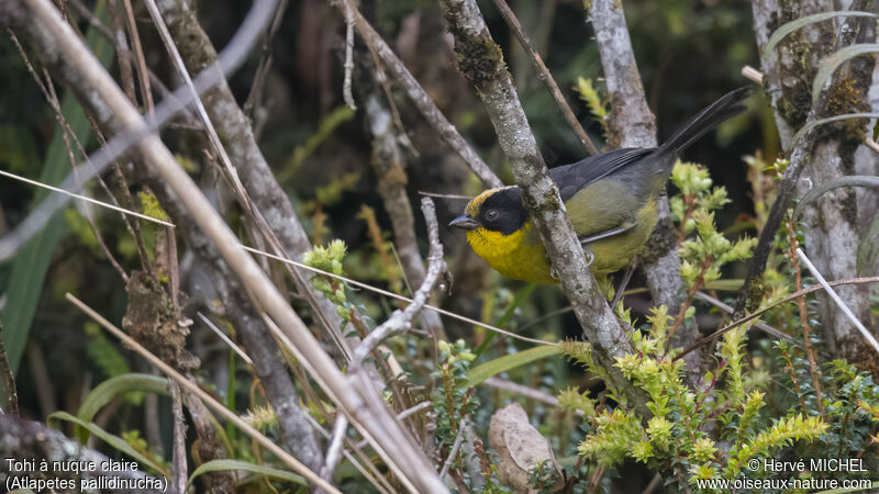 Pale-naped Brushfinch