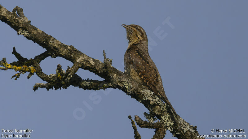 Eurasian Wryneck male adult breeding