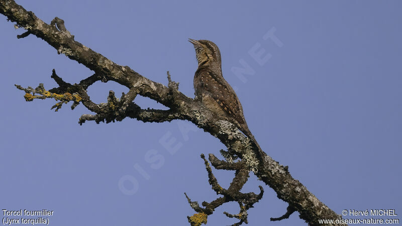 Eurasian Wryneck