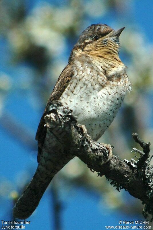 Eurasian Wryneck male adult, identification