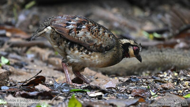 Bar-backed Partridge