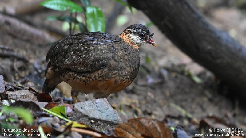 Green-legged Partridge