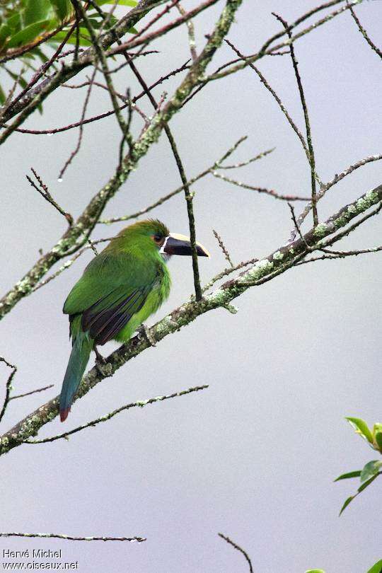 Toucanet à gorge blanche