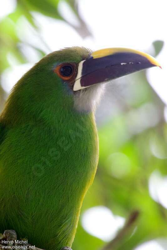 White-throated Toucanetadult, close-up portrait