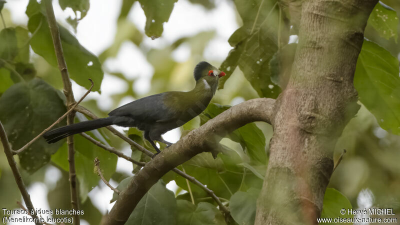 White-cheeked Turaco