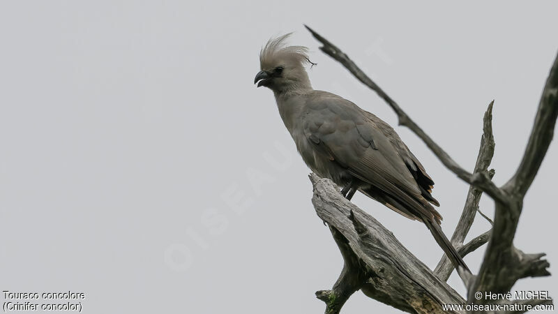 Grey Go-away-bird