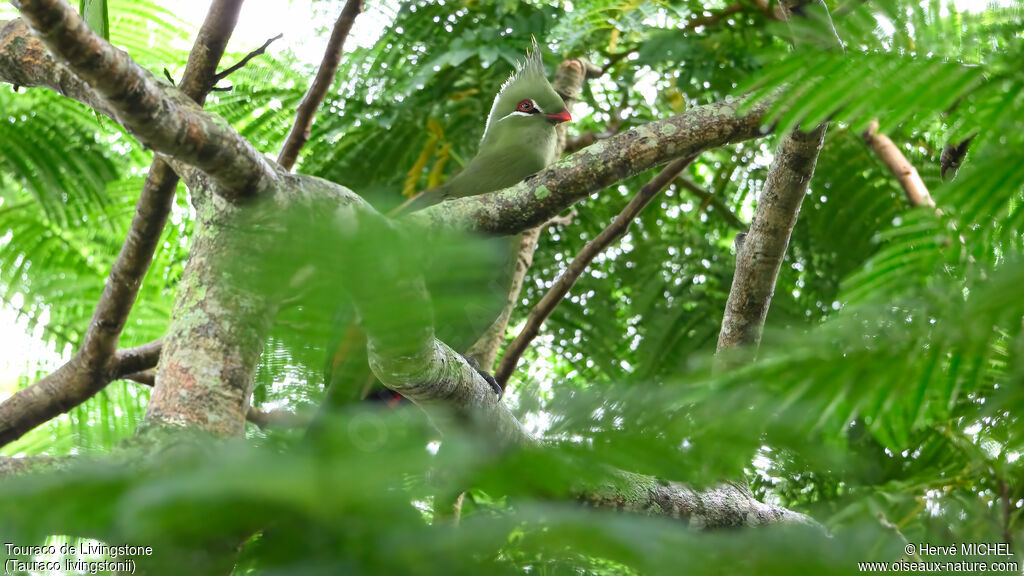 Touraco de Livingstone