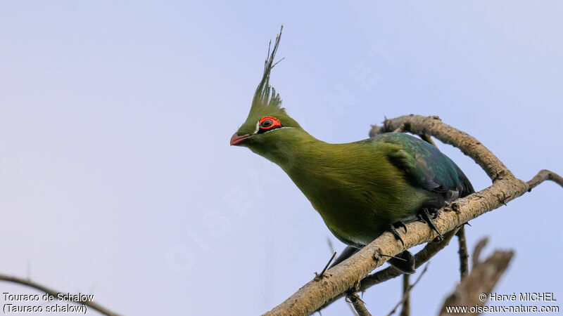 Schalow's Turaco