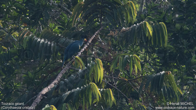 Great Blue Turacoadult