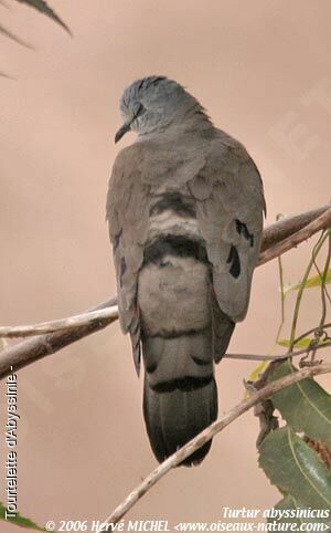 Black-billed Wood Dove