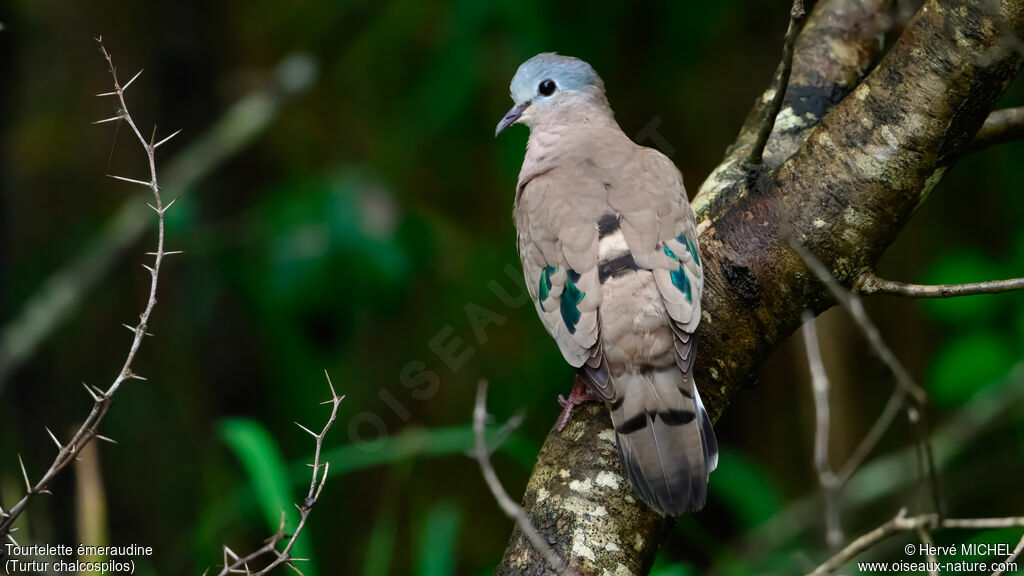 Tourtelette émeraudine