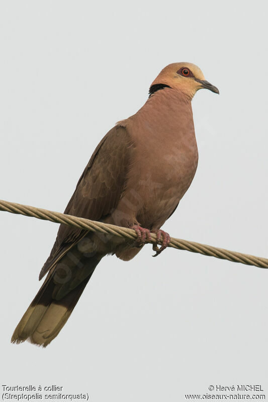 Red-eyed Dove