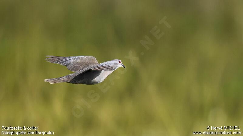 Red-eyed Dove