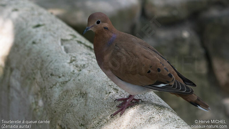 Zenaida Dove