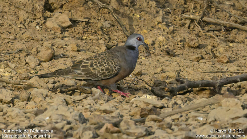 Adamawa Turtle Dove