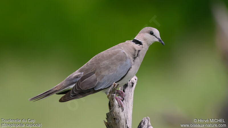 Ring-necked Dove