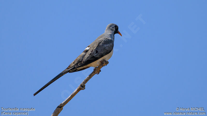 Namaqua Dove