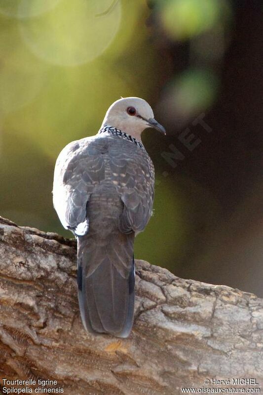 Spotted Dove