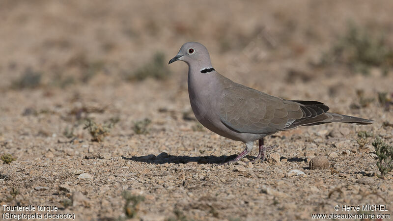 Eurasian Collared Doveadult