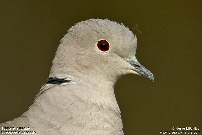 Eurasian Collared Doveadult, identification