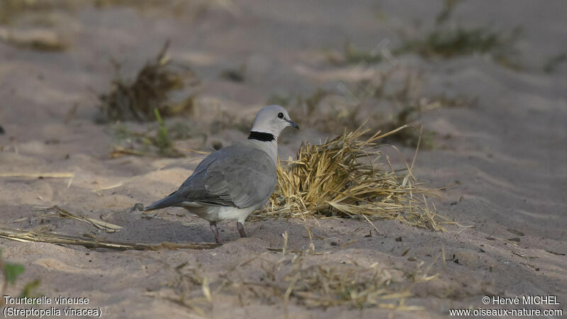 Vinaceous Dove