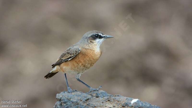 Rusty-breasted Wheatearadult