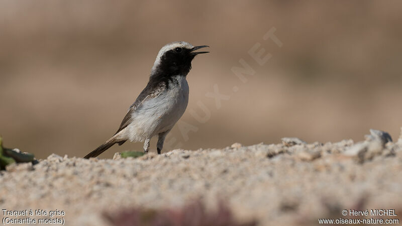 Red-rumped Wheatear male adult breeding