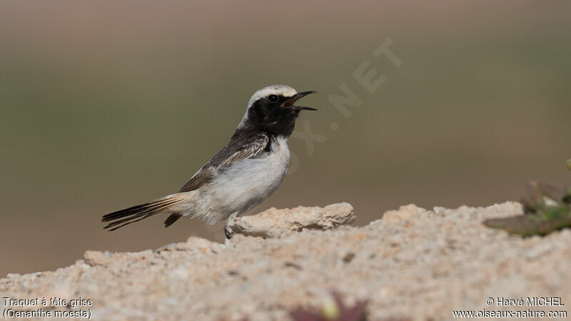 Red-rumped Wheatear male adult breeding