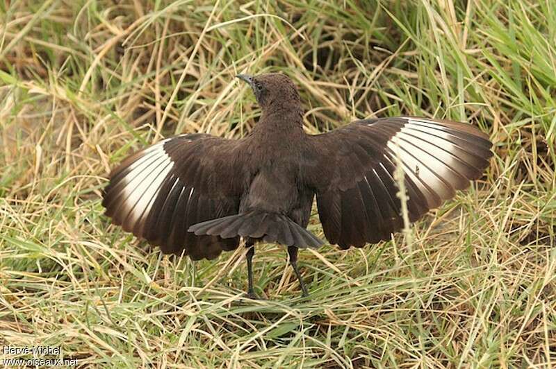 Anteater Chat male adult, pigmentation, courting display, Behaviour