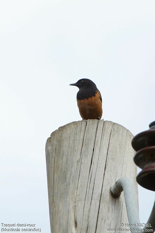 White-winged Cliff Chat