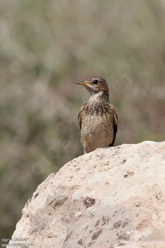 Traquet du Capjuvénile, identification