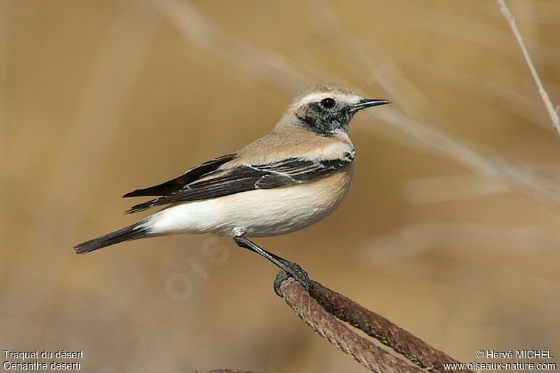 Traquet du désert mâle, identification