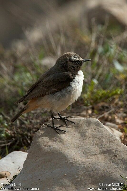 Kurdish Wheatear male adult breeding